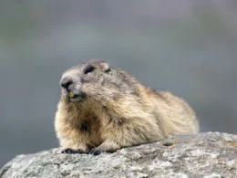Murmeltier, Marmota marmota, liegendes Alttier, Nationalpark Hohe Tauern, Oesterreich