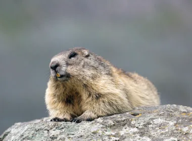 Murmeltier, Marmota marmota, liegendes Alttier, Nationalpark Hohe Tauern, Oesterreich