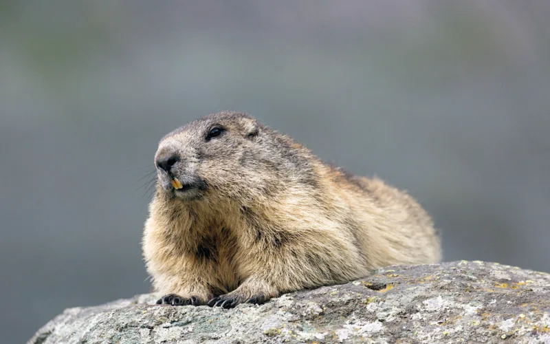 Murmeltier, Marmota marmota, liegendes Alttier, Nationalpark Hohe Tauern, Oesterreich