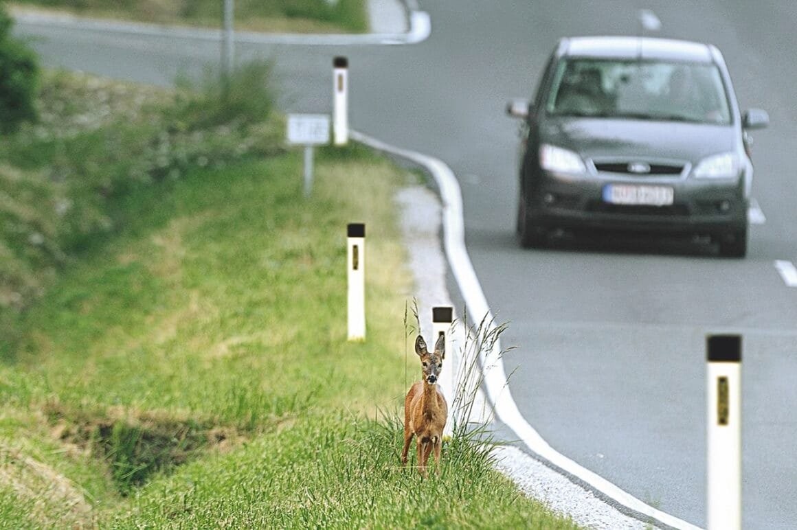 Ein Reh steht dicht am Straßenrand, ankommendes Fahrzeug