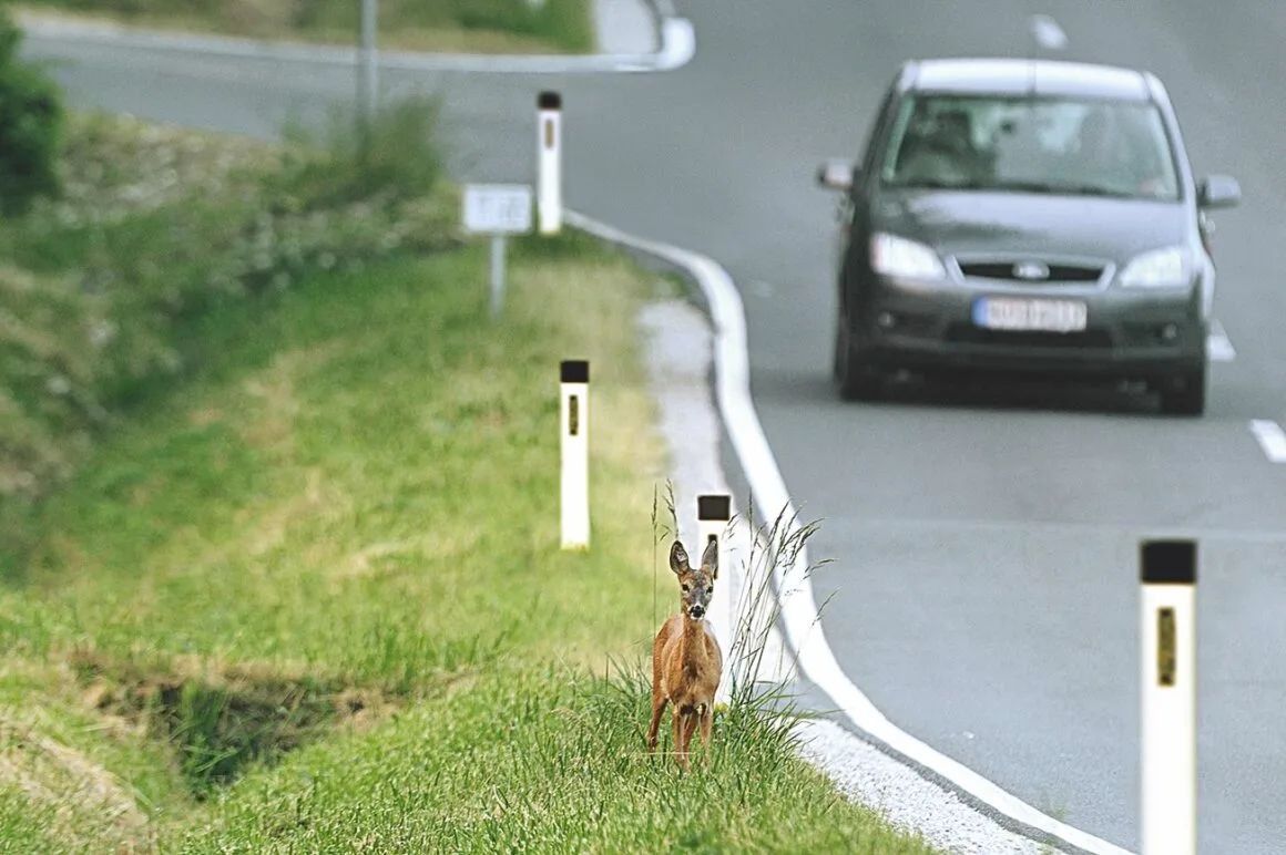 Ein Reh steht dicht am Straßenrand, ankommendes Fahrzeug