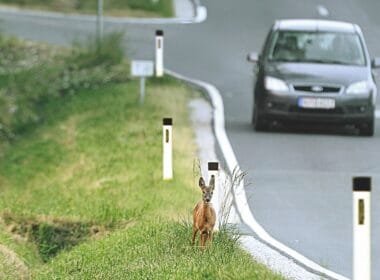 Ein Reh steht dicht am Straßenrand, ankommendes Fahrzeug
