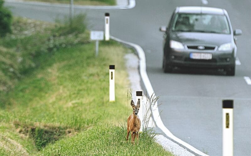 Ein Reh steht dicht am Straßenrand, ankommendes Fahrzeug