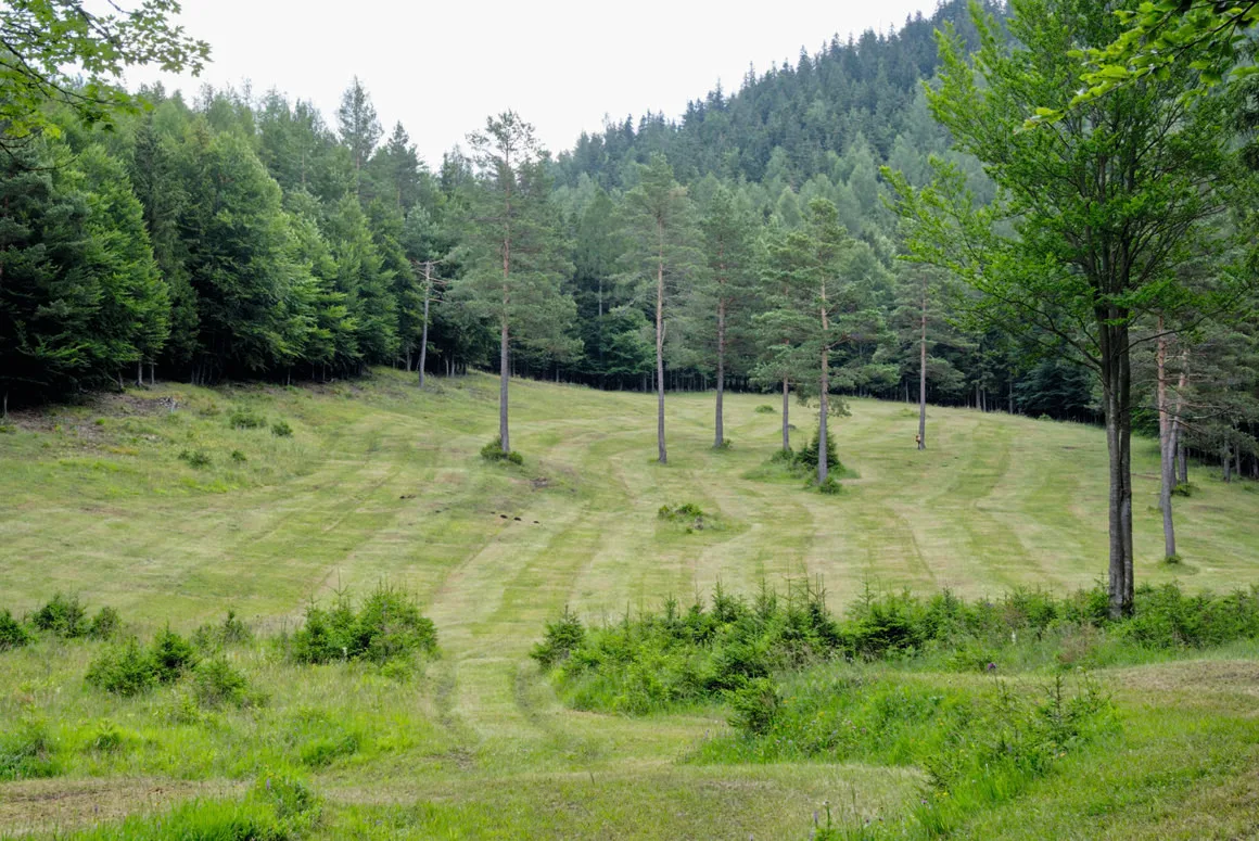 Wildwiese