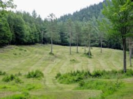 Wildwiese
