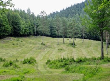 Wildwiese