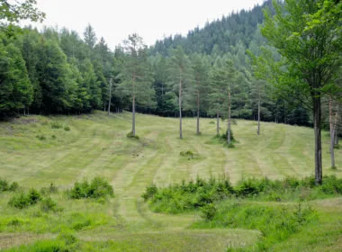 Wildwiese