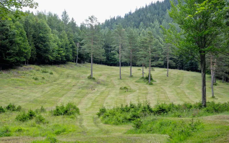 Wildwiese