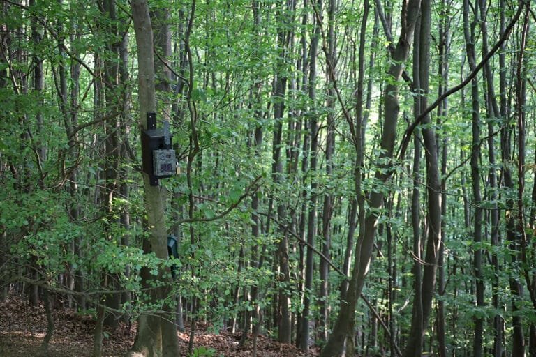 Wald