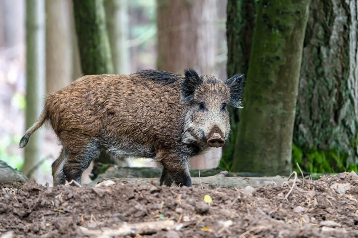 Wildschwein
