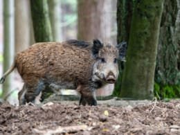 Wildschwein