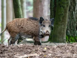 Wildschwein