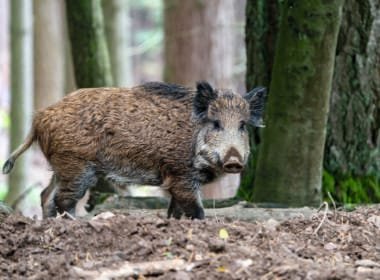 Wildschwein