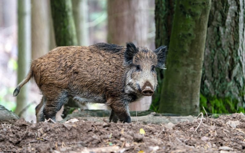 Wildschwein
