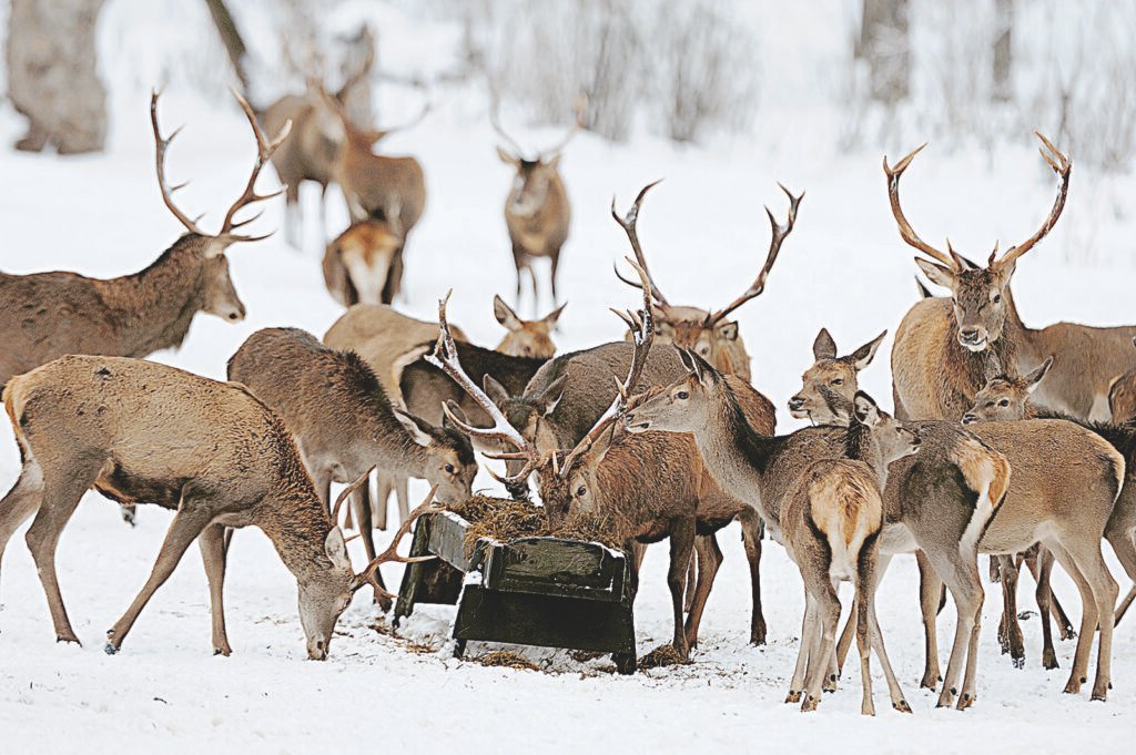 Rotwild im Winter